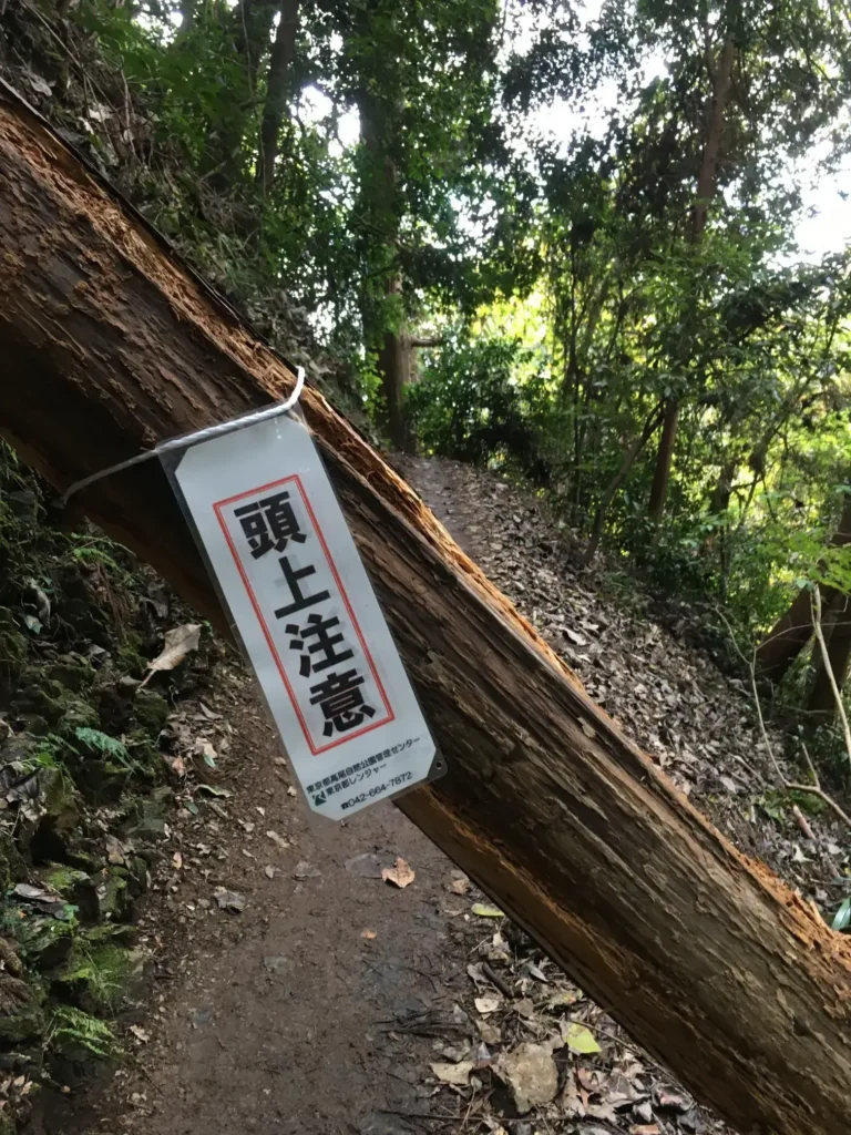 台風による高尾山の倒木