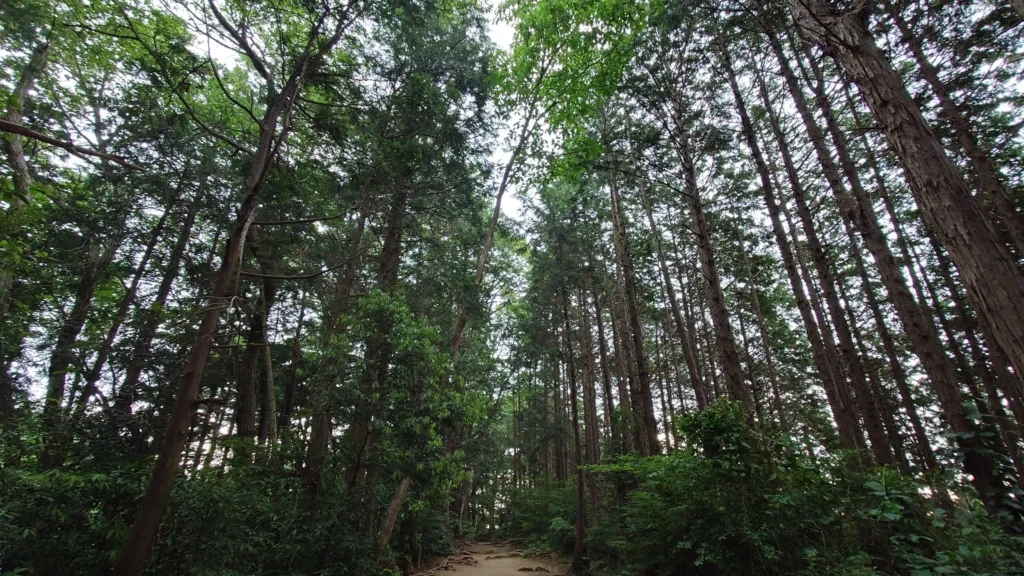 稲荷山コースの途中